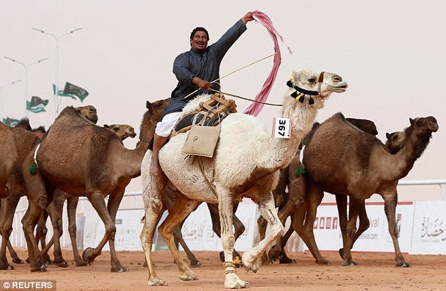 Meanwhile in Saudi Arabia... - Camels, Saudi Arabia, Botox, Beauty contest, Longpost