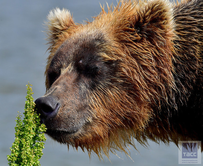 Bear fishing on the Kuril lake. - The Bears, Kamchatka, Kronotsky Reserve, Longpost, Kuril lake