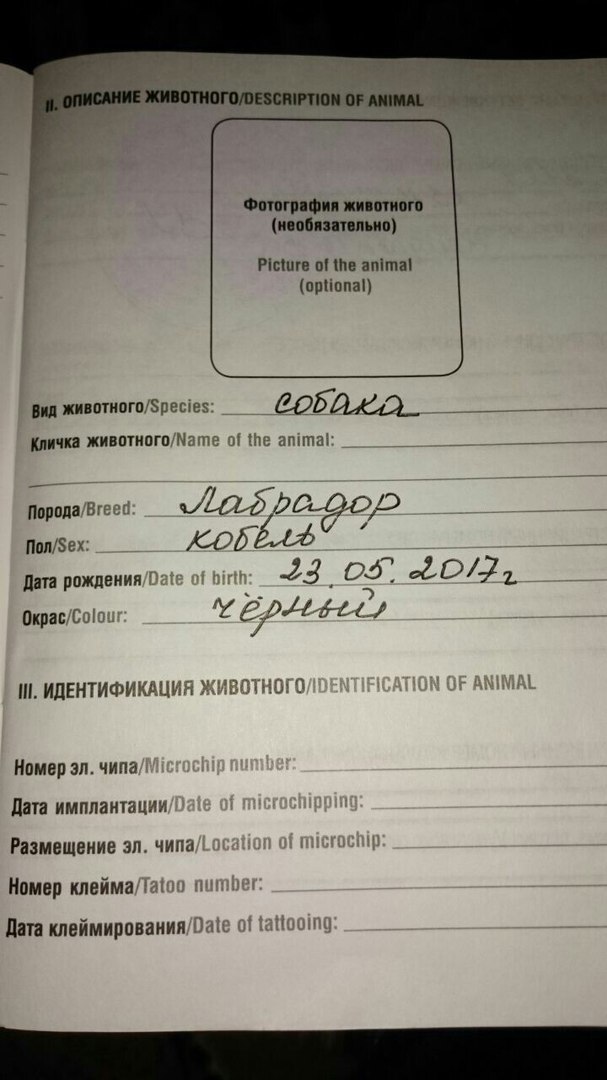 Unusual offer from Kotoland - My, Dog, Labrador, Lipetsk, In good hands, Help, Longpost