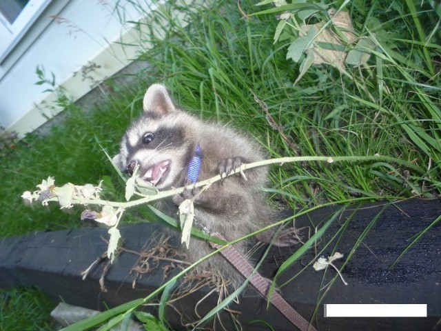 One life of one raccoon - My, Raccoon, Friend, Animals, Story, Longpost