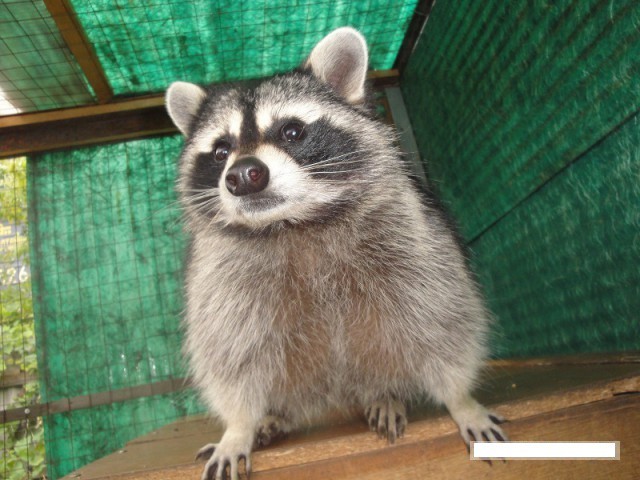 One life of one raccoon - My, Raccoon, Friend, Animals, Story, Longpost