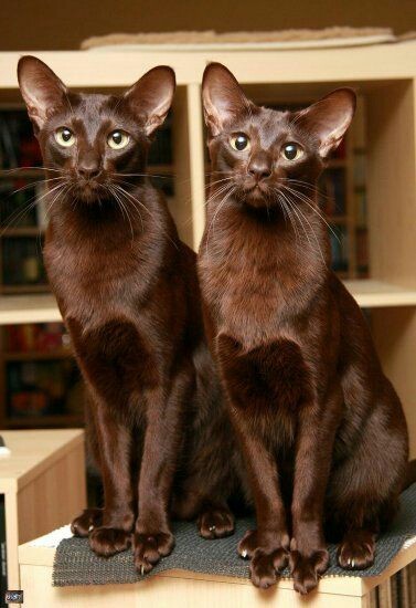 Chocolates - cat, Gorgeous