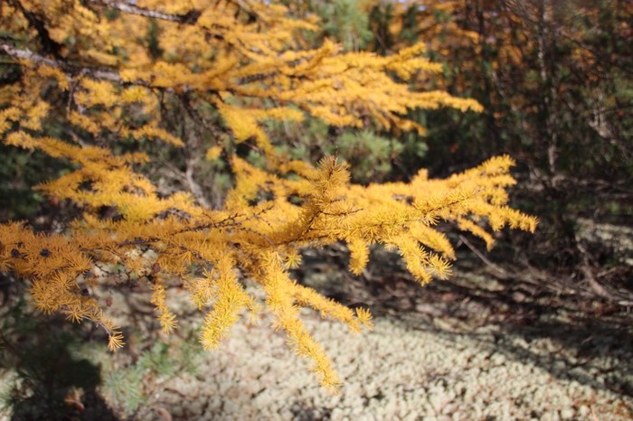 Sakhalin. Magic nature. - My, wildlife, My, Sakhalin, Longpost