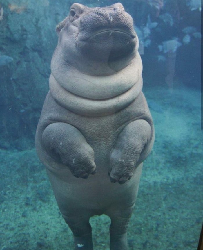 Fiona at the Cincinnati Zoo turned one year old yesterday! - hippopotamus, Birthday, Zoo, Longpost