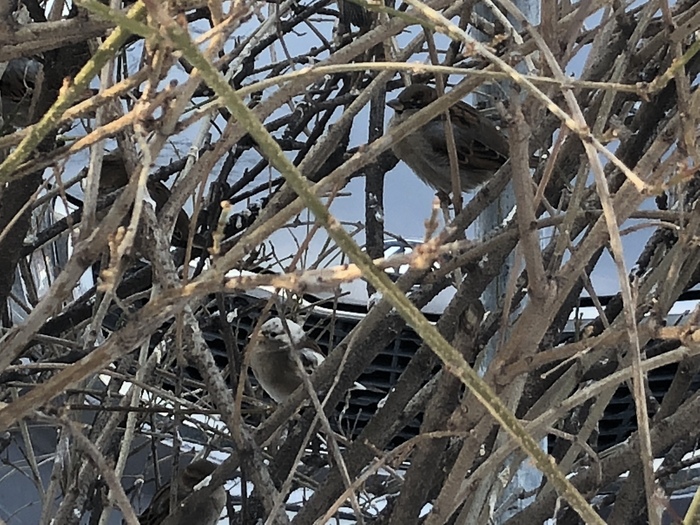 Воробей-альбинос