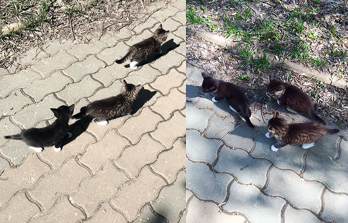 The story of my kitten - My, Kitten Found, Kittens, , cat, , Longpost