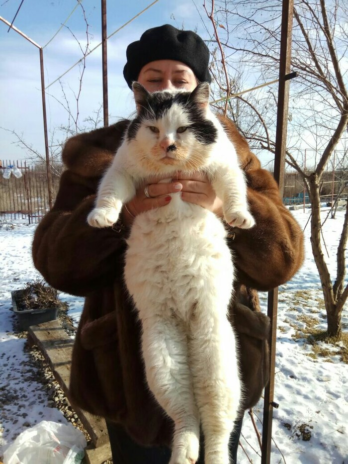 Let's go to the dacha, feed the cats, it's cold, hungry... - My, cat, , My