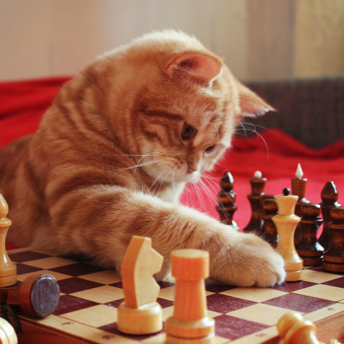 Almost Magnus Carlsen. - My, cat, Friday tag is mine, Chess, Catomafia