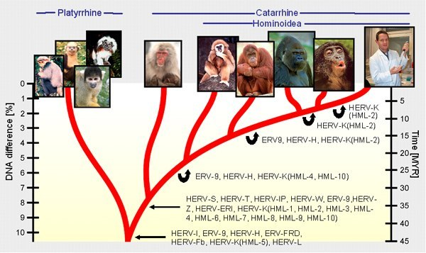 Самое железное доказательство эволюции - Эволюция, Эволюция человека, ДНК, Ретровирус, Биология, Длиннопост