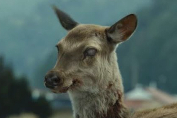 Zombie apocalypse close? - The zombie apocalypse, Deer, news, From the network, Video, Deer