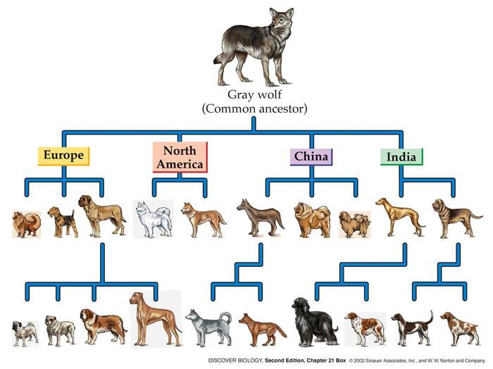 История происхождения собаки Собака, Волк, Происхождение видов, Длиннопост
