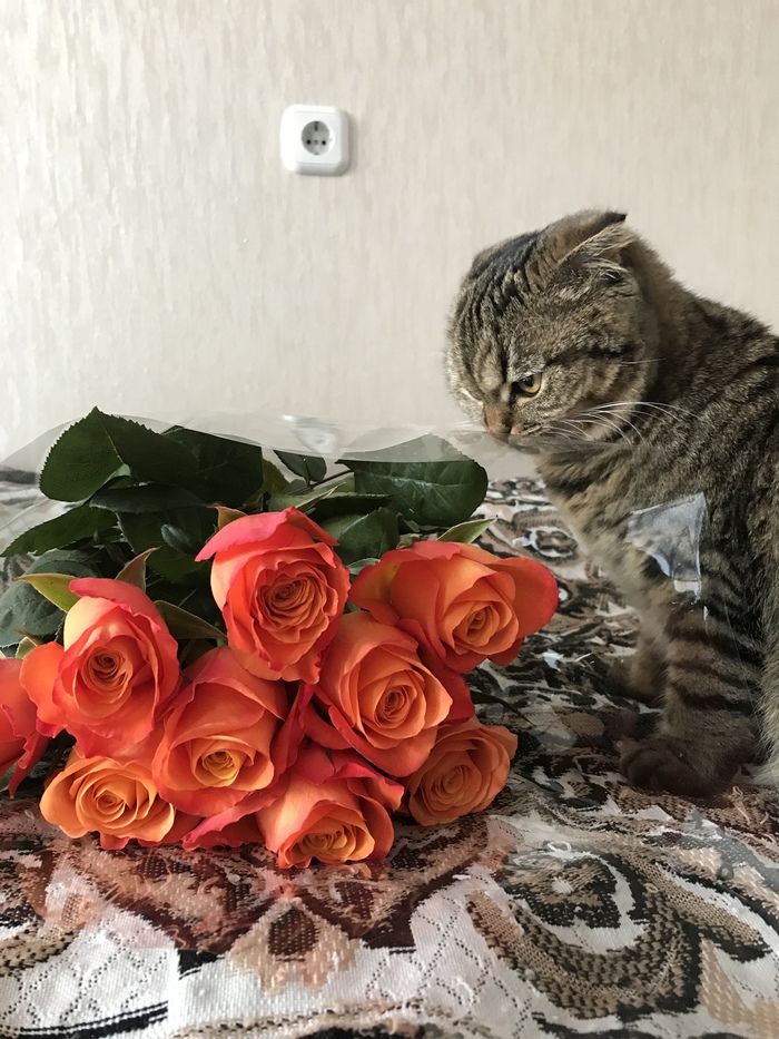 Forbade my cat to eat roses - My, cat, the Rose