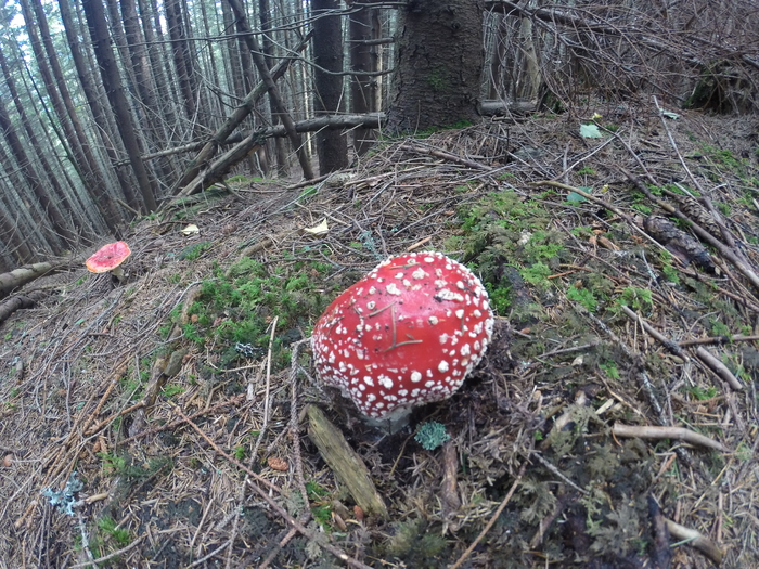 Om-Nom-nom - My, Mushrooms, Hike, The mountains