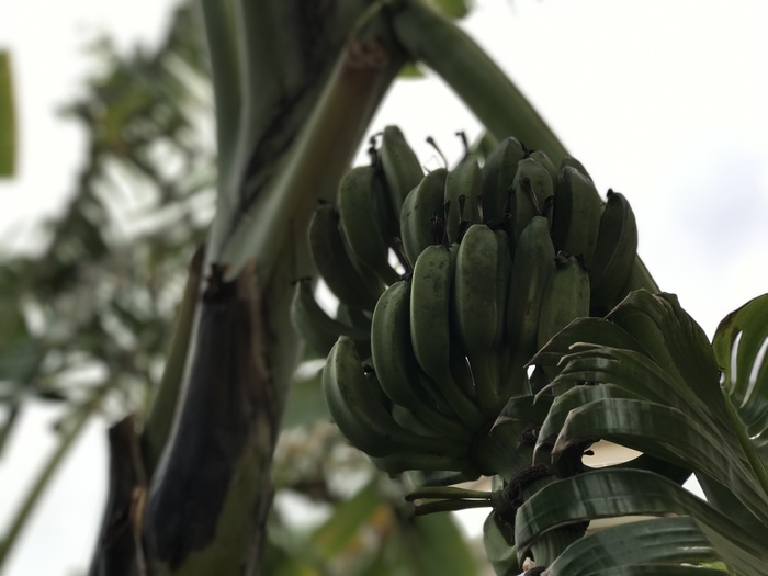 Bananas grow in Turkey :) - My, Banana, 