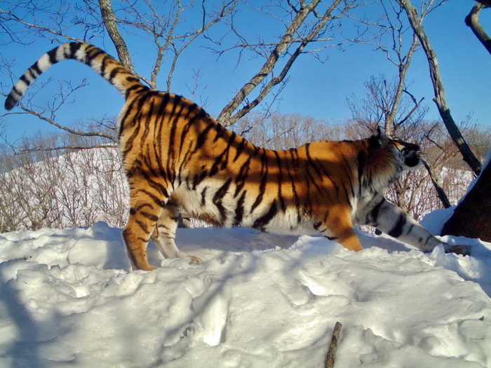 Camera traps in the Primorye National Park captured the life of two-month-old tiger cubs for the first time - Amur tiger, cat, Milota, Wild animals, Longpost