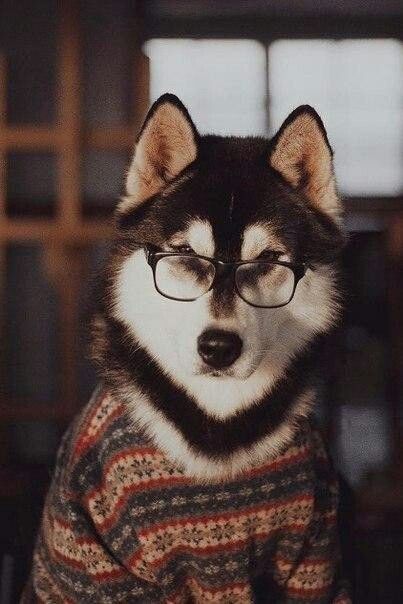 Husky - Glasses, , Longpost, Dog