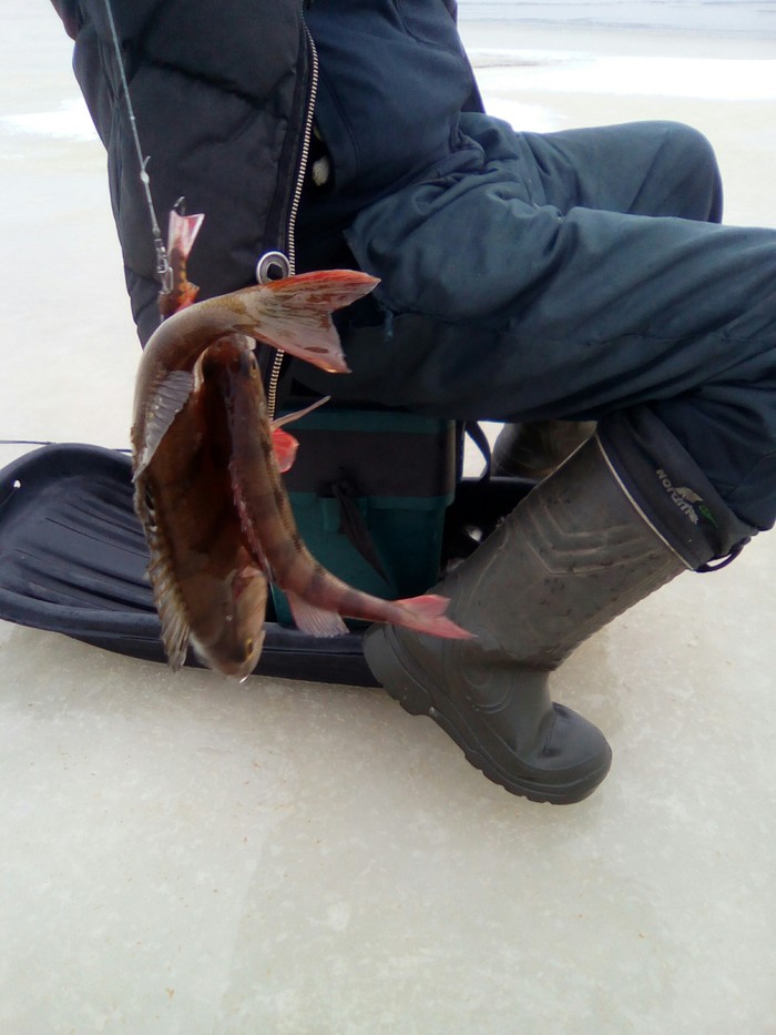 Fishing. Doublet on the balancer. - My, Fishing, Winter, Pskov lake, Doublet, Longpost