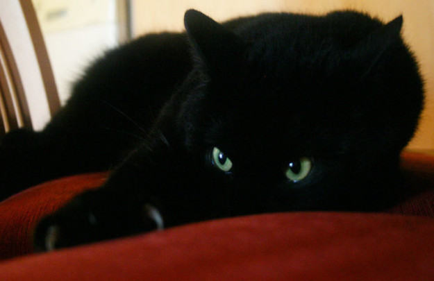 Shades of black - cat, Black, Longpost