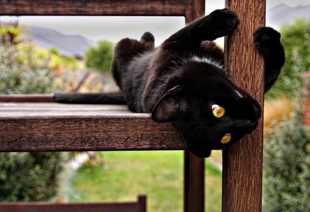 Shades of black - cat, Black, Longpost