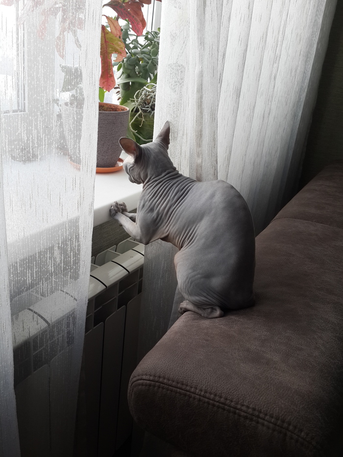 Кот зависает