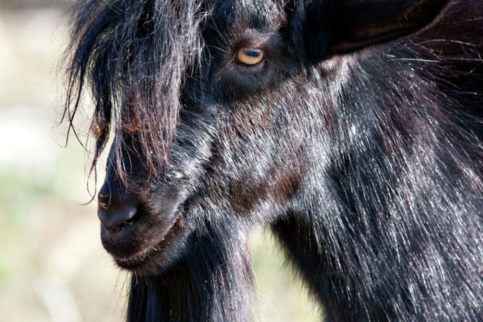 In Nigeria, a mob beat up a sorcerer for turning a man into a goat - Nigeria, Witch, Picture with text, Beating