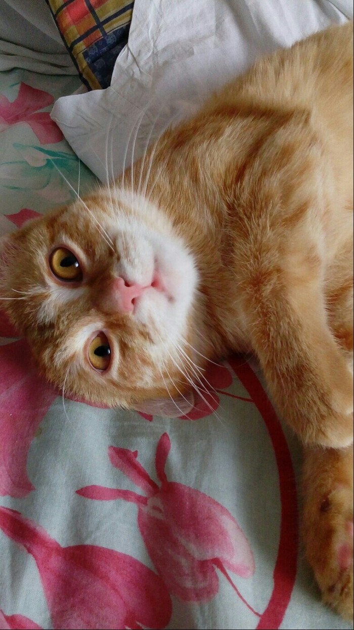 ����������...