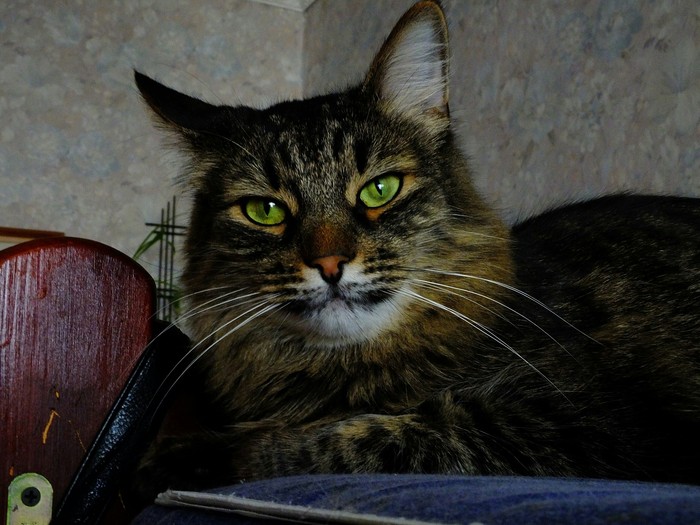 Королевский взгляд