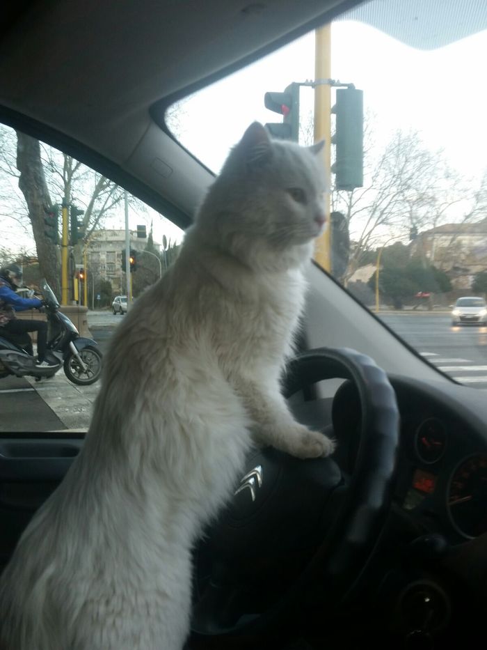 Attentive driver - My, cat, Road, 