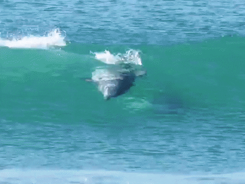 Дельфиний сёрфинг