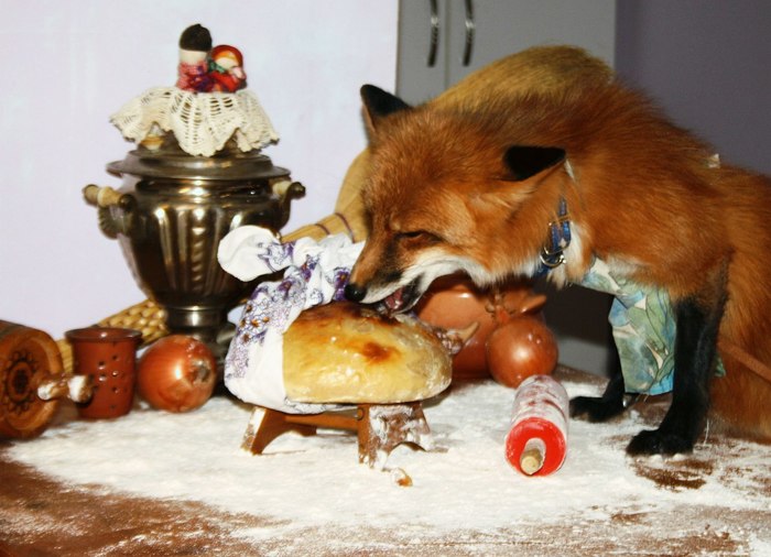 A fairy tale about a kolobok in reality. - The photo, Animals, Domestic fox, Fyr, A second before