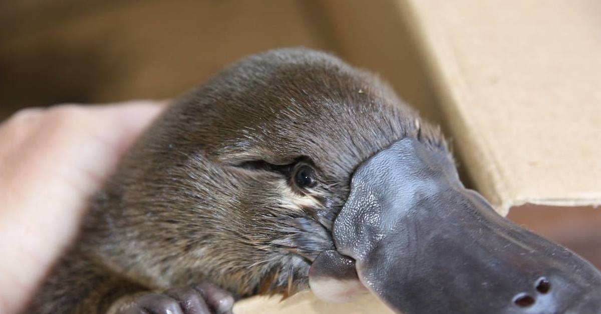 Platypus перевод