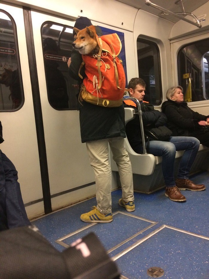 I'll just leave it here - Doggy style, Metro, Not bad