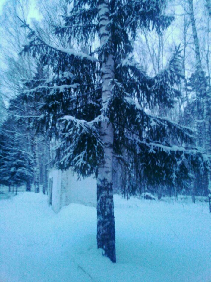 There is no trick here - My, Trick, Christmas trees, Birch, Symbiosis