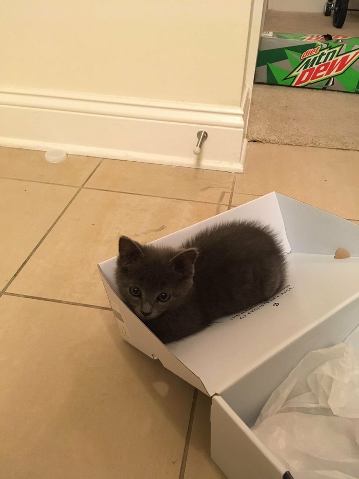 Baby, but already fell in love with the box - cat, , Box