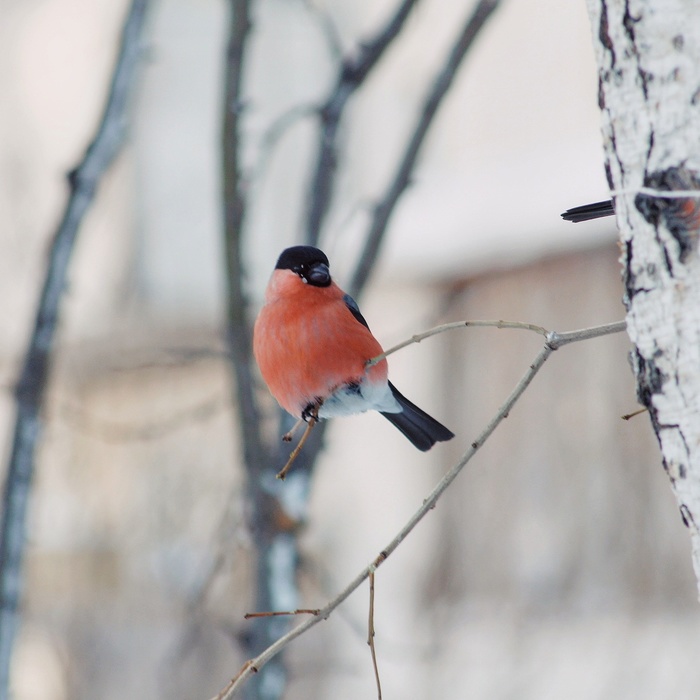 It's so cold in Siberia... - My, My, Bullfinches, Winter, Cold