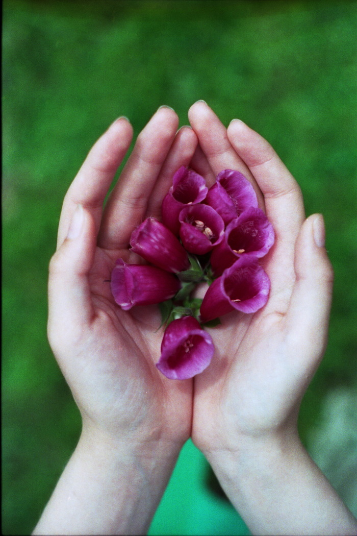 Before the fade - Flowers, camera roll, 35mm, My, My, The photo