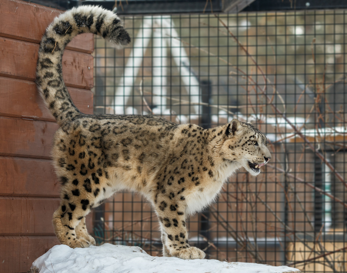 Tail - The photo, Snow Leopard, handsome cat, cat