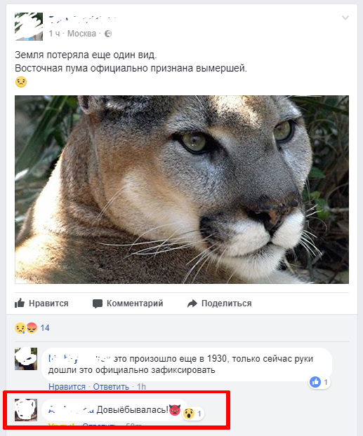 Eastern puma. Comment - , Puma, Comments, Facebook, Screenshot, Endangered species, Mat