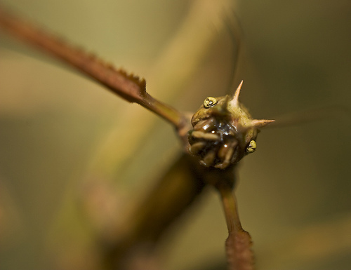 Ghost insect or Vietnamese stick insect - My, Forest Embassy, Insects, Nature, Sticks, In the animal world, Longpost