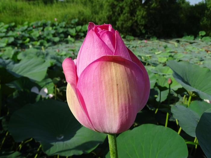 Pokrovsky lotuses - part 2. - My, Дальний Восток, Primorsky Krai, Oktyabrsky District, Pokrovka, Lotus, Longpost