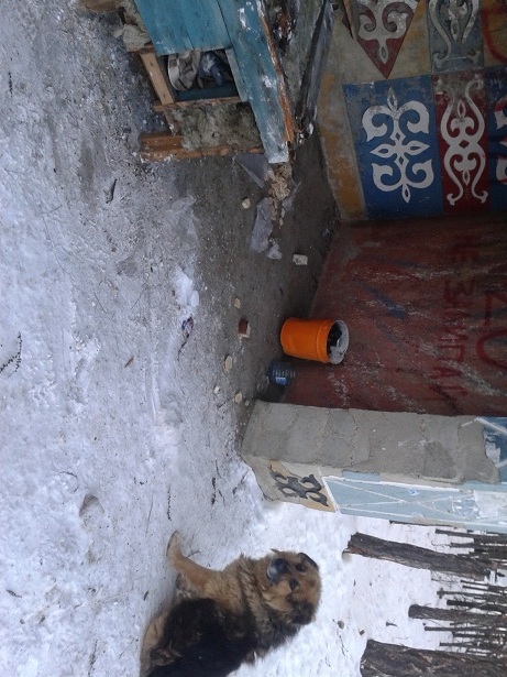 Betrayal, help, murder. - Yakutsk, Hachiko, Flailing, Homeless animals, Copy-paste, Longpost