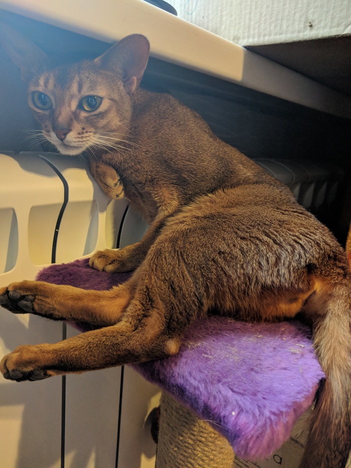 Another pose in the piggy bank of cat poses on batteries. - My, cat, Abyssinian cat, Battery