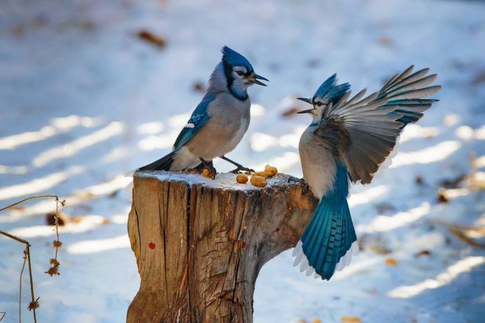 Jay. What are they? - Birds, Ornithology, Biology, Jay, Longpost