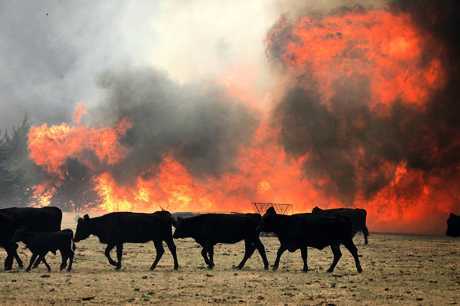 186 cows were rescued during a fire on a farm in the Uzda region - Agronews, Fire, Rules, Ministry of Emergency Situations, Fire, Сельское хозяйство