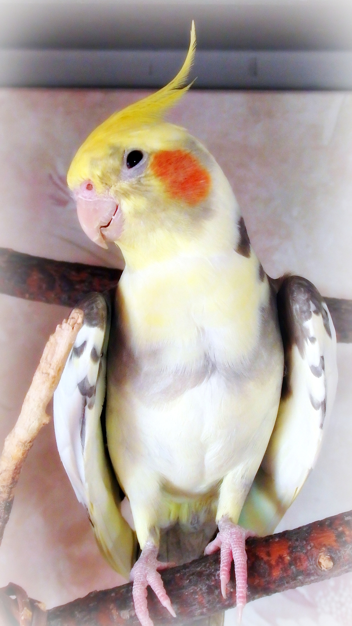 Two more crested birds in a small feathered flock. Parrots Bonya and Yasha (Yasya). - My, Birds, Corella, , A parrot, Longpost