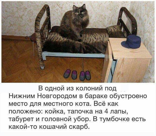 Мой кот - Кот, Зона, Тюрьма, Шконка, Кепка, Лапы, Тапки