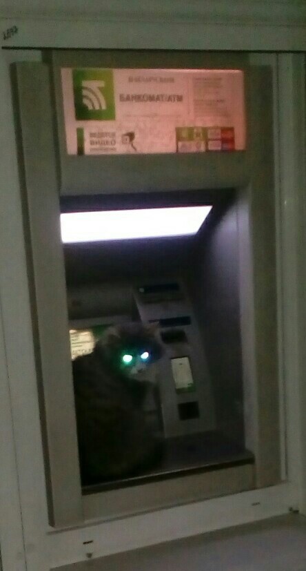 night hacker - Hackers, ATM, cat, Paws, My