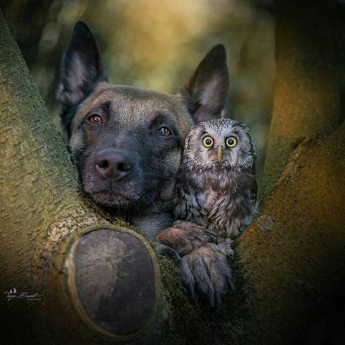 Unexpected friendship - Longpost, , , , Birds, Dog