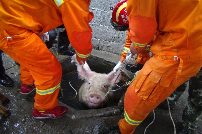 They got stuck in the most unexpected places - Stuck, The rescue, Animals, Why, Don't Climb, Longpost