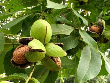 Scientists assessed the possibilities of Kazakhstan for the development of walnut growing - Agronews, Kazakhstan, Italy, Nuts, Business, Scientists